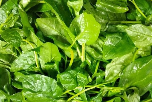 Malabar spinach is one of the vegetables that can support blood fat control. Photo: Kieu Vu