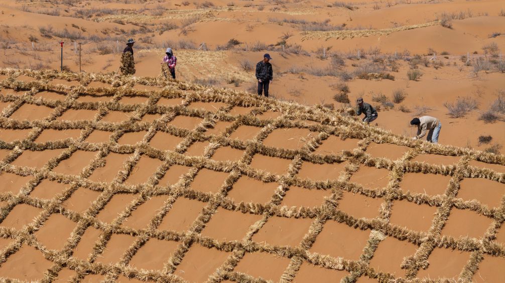 Workers in Zhongwei city are upgrading desert barriers in Tengger desert by paving new chessboard-shaped straw barriers to improve desert control efficiency. Photo: Xinhua/Yang Zhisen