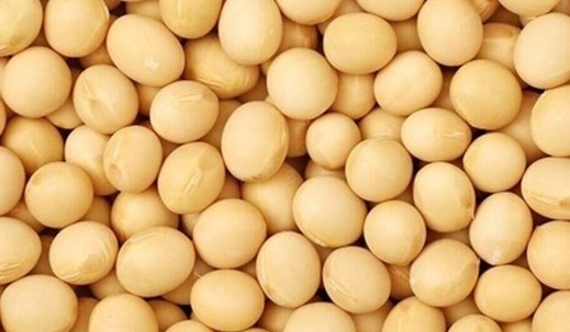 Soy milk is a source of protein supplementation but needs to be used properly. Photo: Kieu Vu