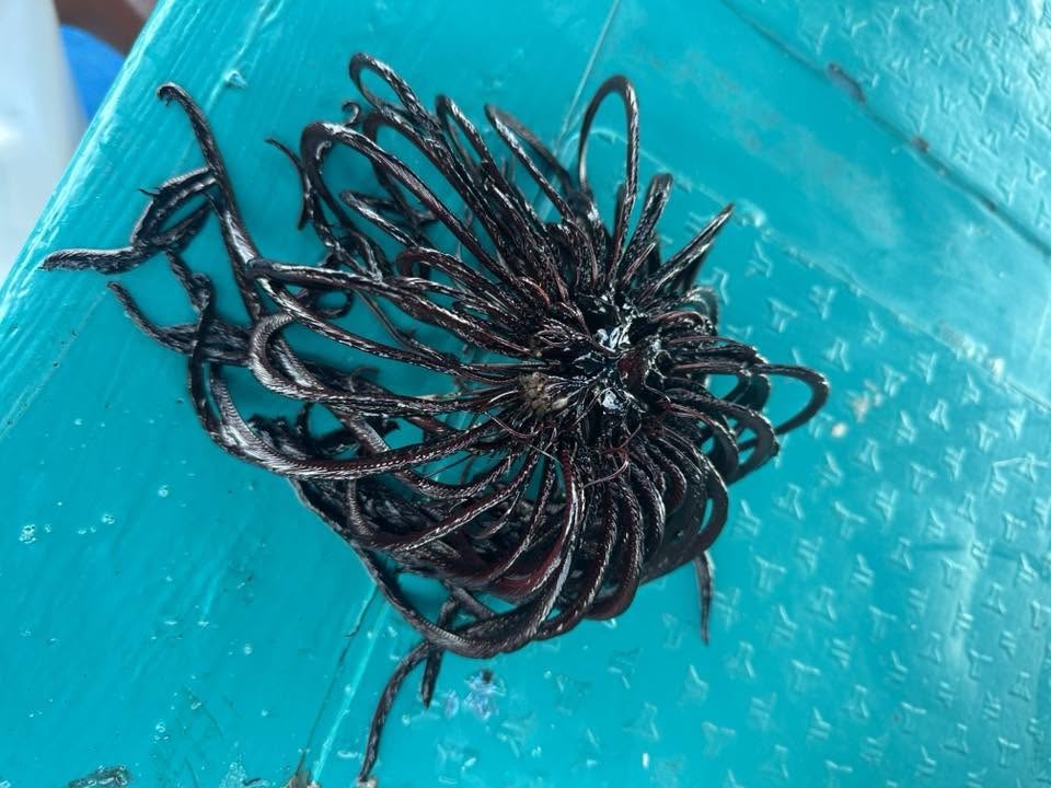 Fishermen in Nha Trang caught a creature with a bizarre shape. Photo: Minh Viet