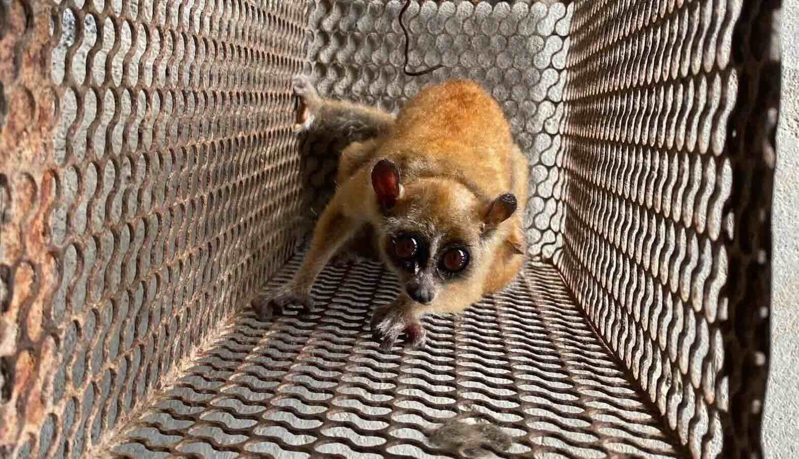 1 de los 2 animales salvajes entregados por la gente de Tuyen Phu a las fuerzas funcionales. Foto: Policía de la comuna de Tuyen Phu