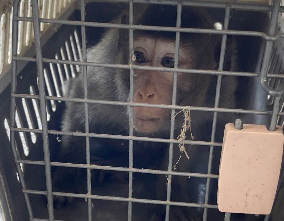 Long-tailed macaques straying into the eco-tourism area are released back into the forest by functional agencies. Photo: Phuoc Dinh Police