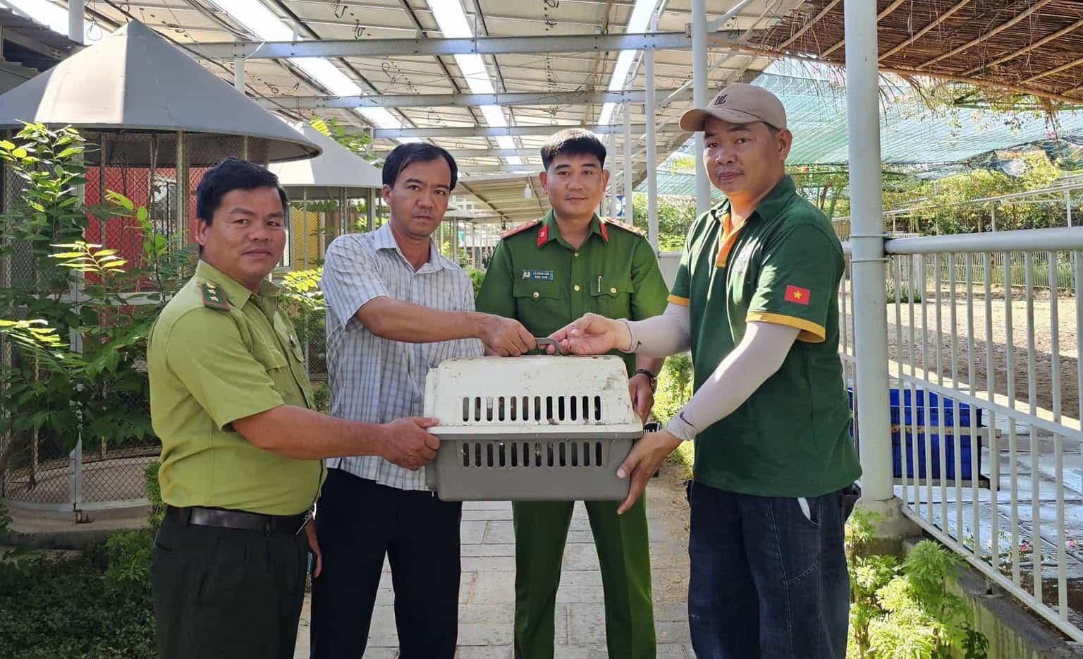 Cơ quan chức năng tiếp nhận cá thể khỉ trước khi thả về tự nhiên. Ảnh: Công an Phước Dinh
