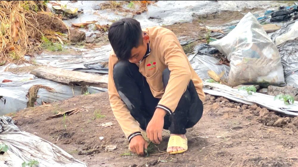 Young workers choose to stick to the fields, attached to the agricultural profession