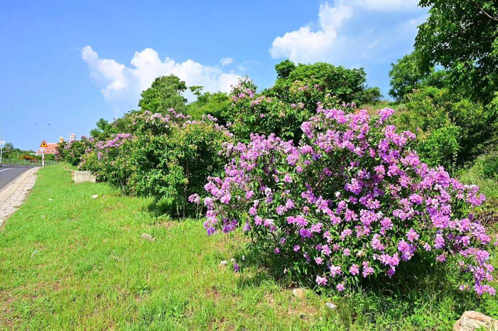 The crape myrtle hill along the tourist road to Mui Ne has become a check-in point attracting tourists. Photo: Duy Tuan