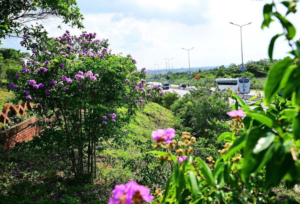 Hàng trăm cây bằng lăng bung nở đồng loạt, tạo nên một không gian tím. Ảnh: Duy Tuấn
