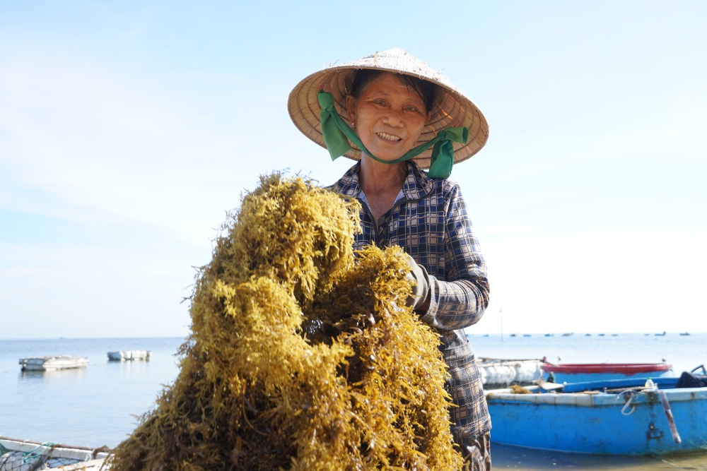 Los pescadores de Quang Ngai ganan 70 millones de VND con las alfombras de algas marinas. Foto: Dong Giang