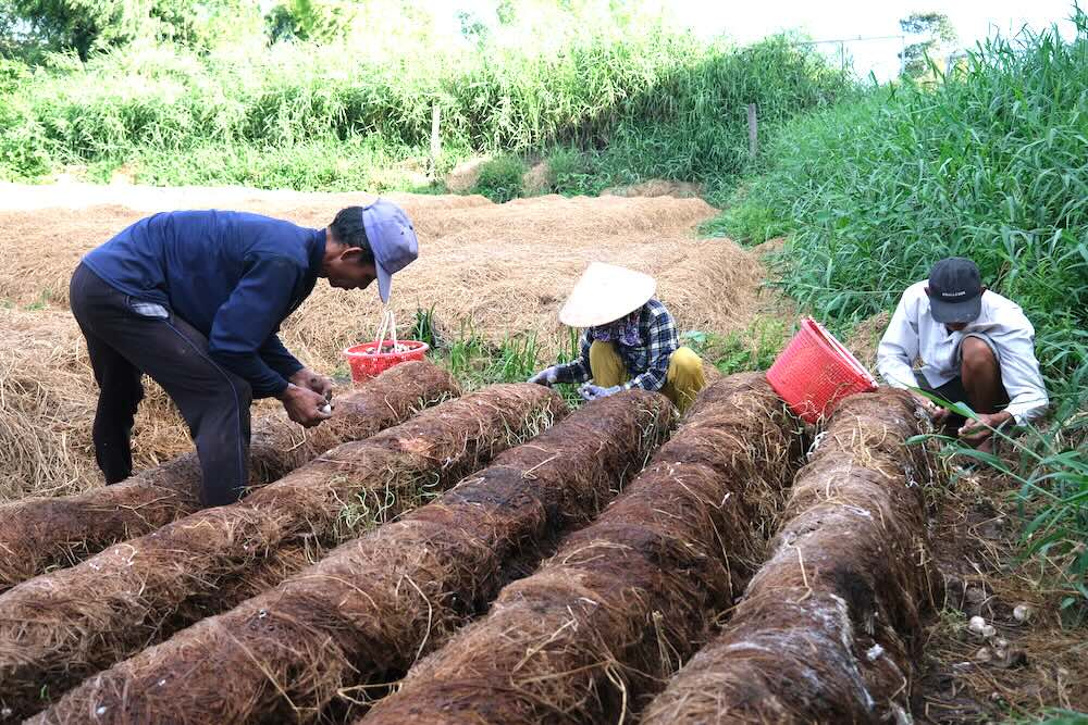 Can Tho farmers harvest straw mushrooms. Photo: Phong Linh.