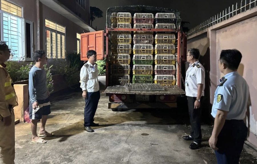 Découverte et établissement d'un procès-verbal de traitement d'un camion transportant 196 canards non contrôlés. Photo: Département de l'élevage et de la santé animale de Hô Chi Minh-Ville
