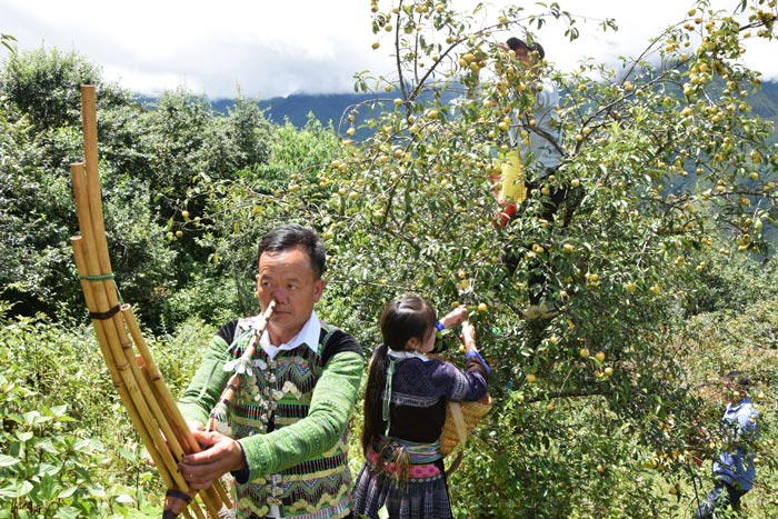 Tiếng khèn Mông giữa rừng sơn tra bản Nậm Nghẹp, xã Ngọc Chiến, tỉnh Sơn La. Ảnh: Trường Sơn