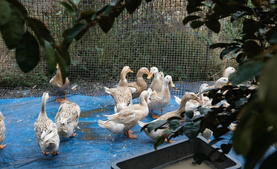 Firm, fatty garden duck is the "soul" of Mekong Delta duck curry. Photo: Phong Linh