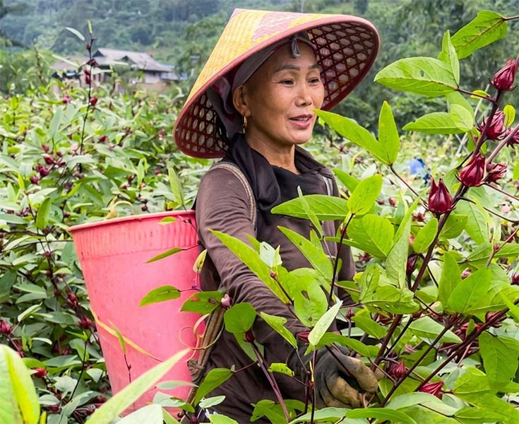 Lao Cai currently has 6,555ha of medicinal herbs, as of the end of 2025. Photo: Lao Cai Provincial e-Portal