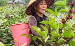Lào Cai phát triển dược liệu thành ngành kinh tế giá trị