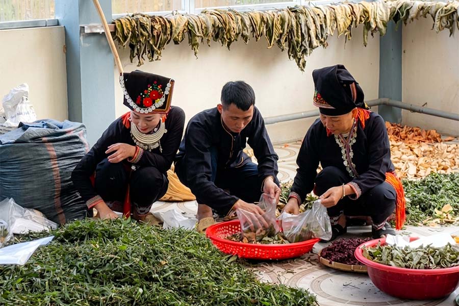 Lào Cai xác định dược liệu là lĩnh vực tạo động lực tăng trưởng mới. Ảnh: Cổng TTĐT tỉnh Lào Cai