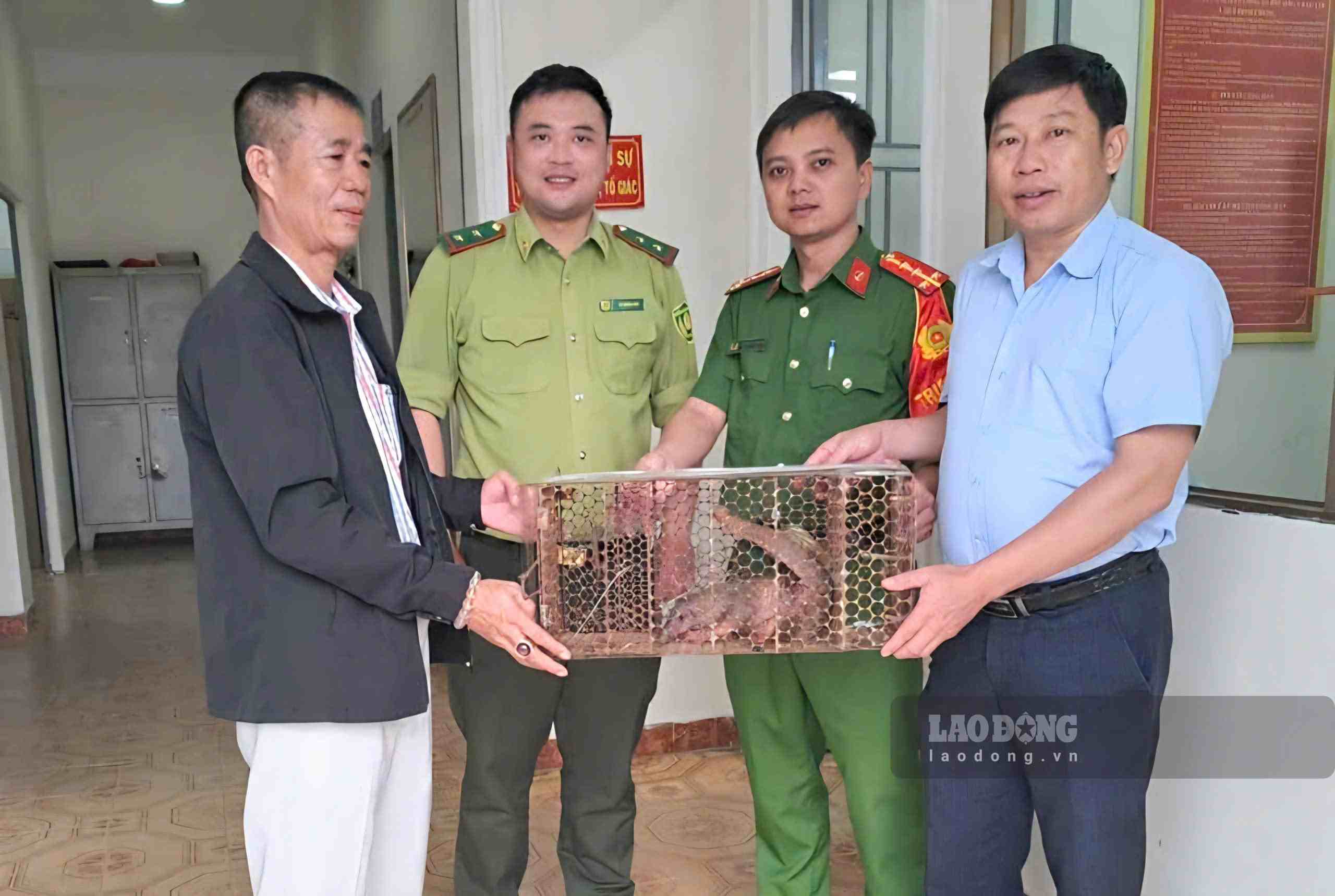 Functional agencies of Ward 3 Bao Loc receive pangolins handed over by people. Photo: Van Bien