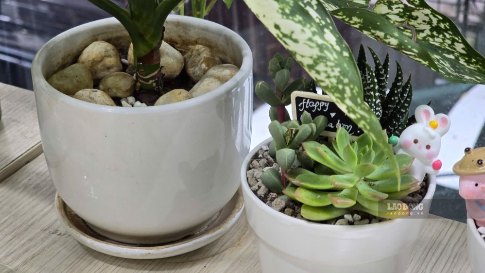 Choose pots with suitable sizes to help the plant grow quickly. Photo: Tuan Dat