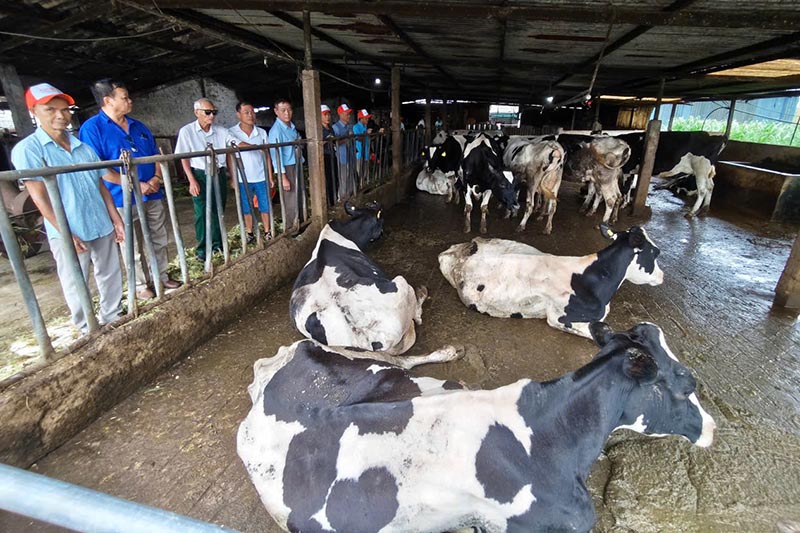A delegation of prestigious people from Tuyen Quang province visits the dairy cow farming model of Mr. Ninh Van Bat's family in Van Son ward (Son La). Photo: E-Portal of Tuyen Quang Department of DTTG