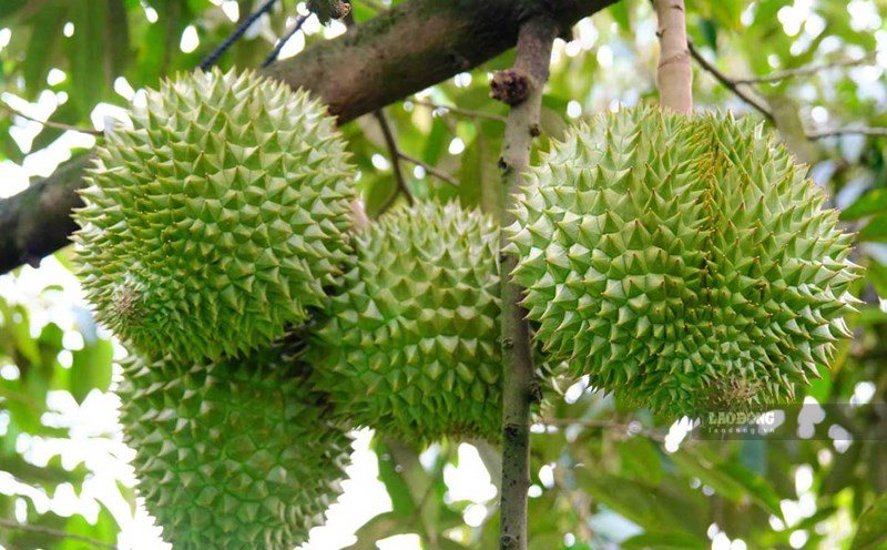 Dư lượng kim loại nặng, đặc biệt là Cadmium, đang trở thành một “điểm nghẽn” nghiêm trọng, đe dọa trực tiếp đến uy tín và năng lực cạnh tranh của sầu riêng Việt Nam trên thị trường xuất khẩu. Ảnh: Phong Linh