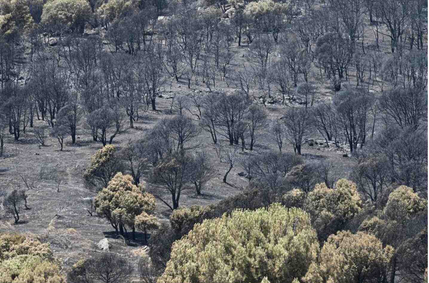 Scene after a forest fire in the Madrid area, Spain, July 29, 2026. Photo: Xinhua