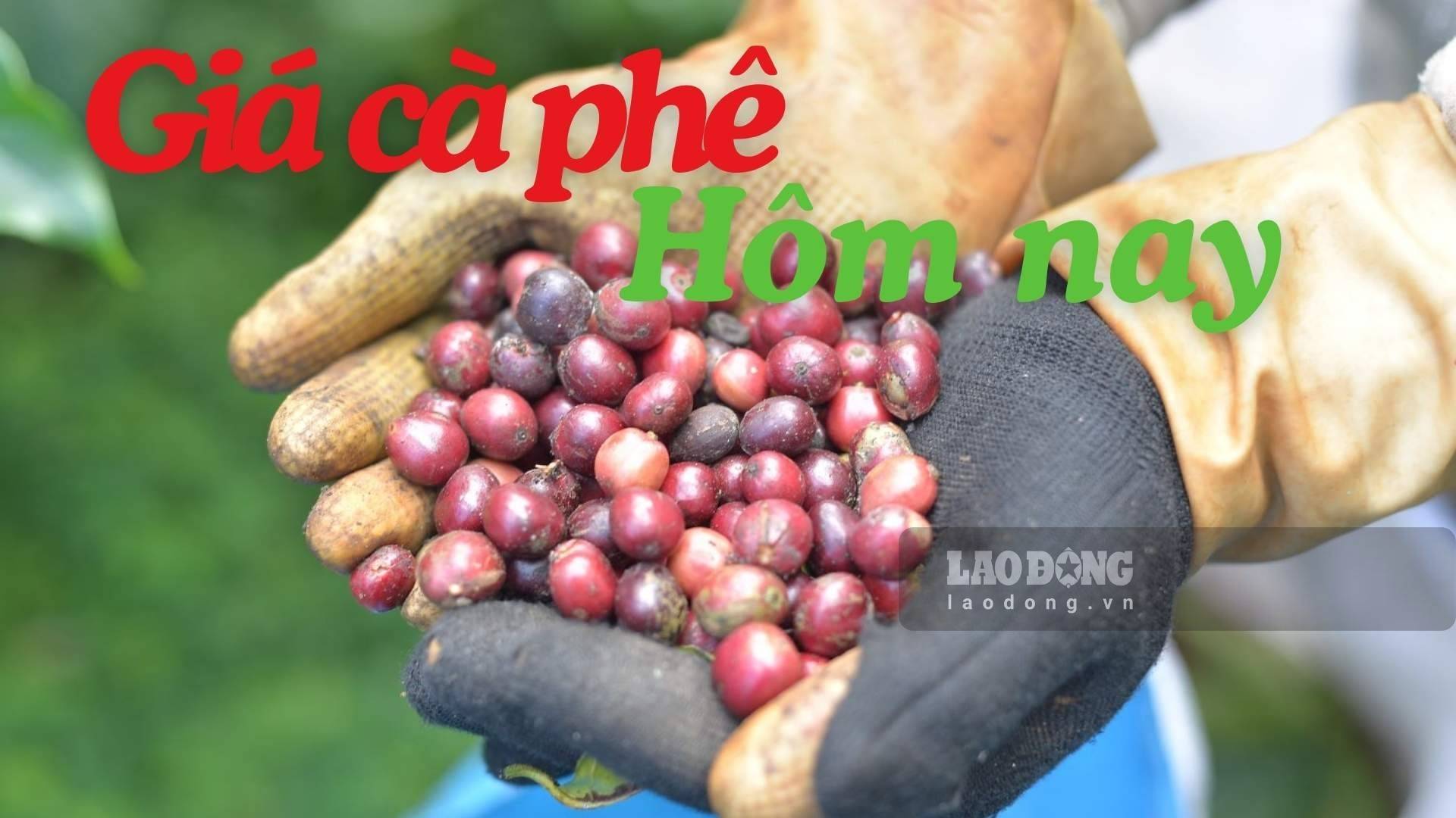 Coffee prices today slightly decreased. Photo: Dinh Quang.