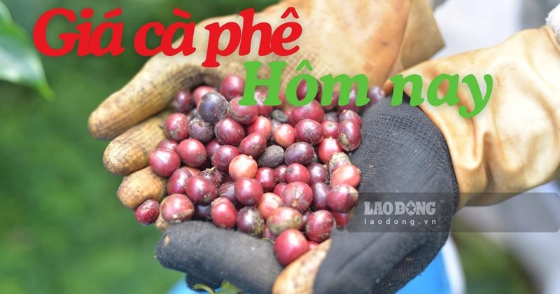 Coffee price today August 3: Slight decrease, highest 96,700 VND/kg Coffee price today August 3: Slight decrease, highest 96,700 VND/kg
