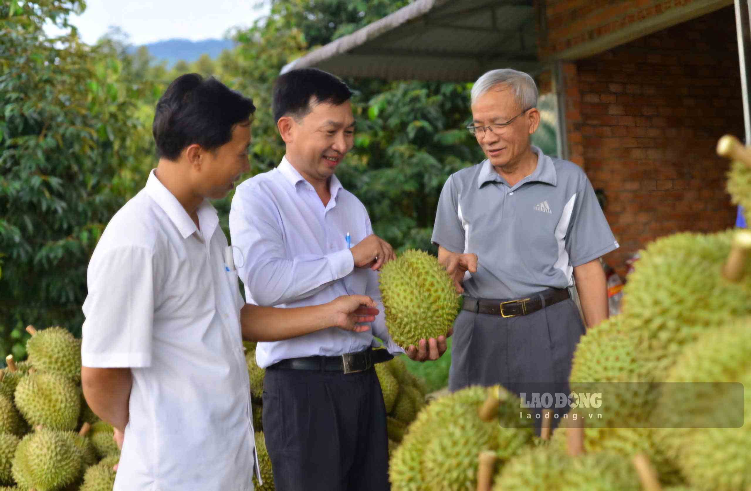 Theo thống kê, Lâm Đồng đang là địa phương có diện tích sầu riêng lớn nhất cả nước, với thị trường xuất khẩu chính sang Trung Quốc. Ảnh: Phúc Khánh