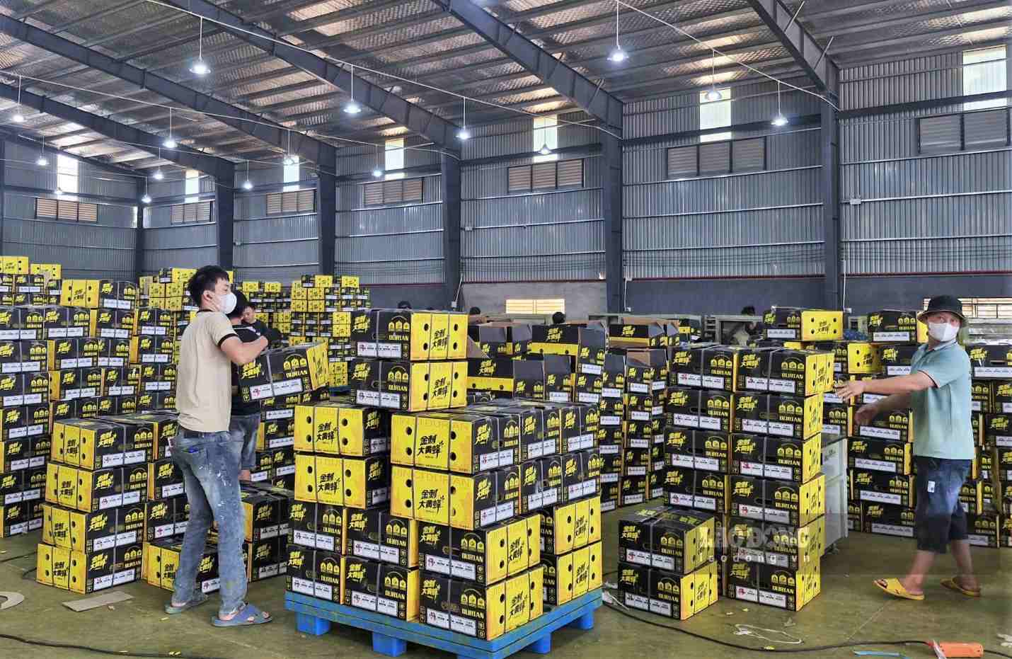 Cùng với mã số vùng trồng, công tác quản lý mã số cơ sở đóng góp cũng đang đặt ra nhiều thách thức