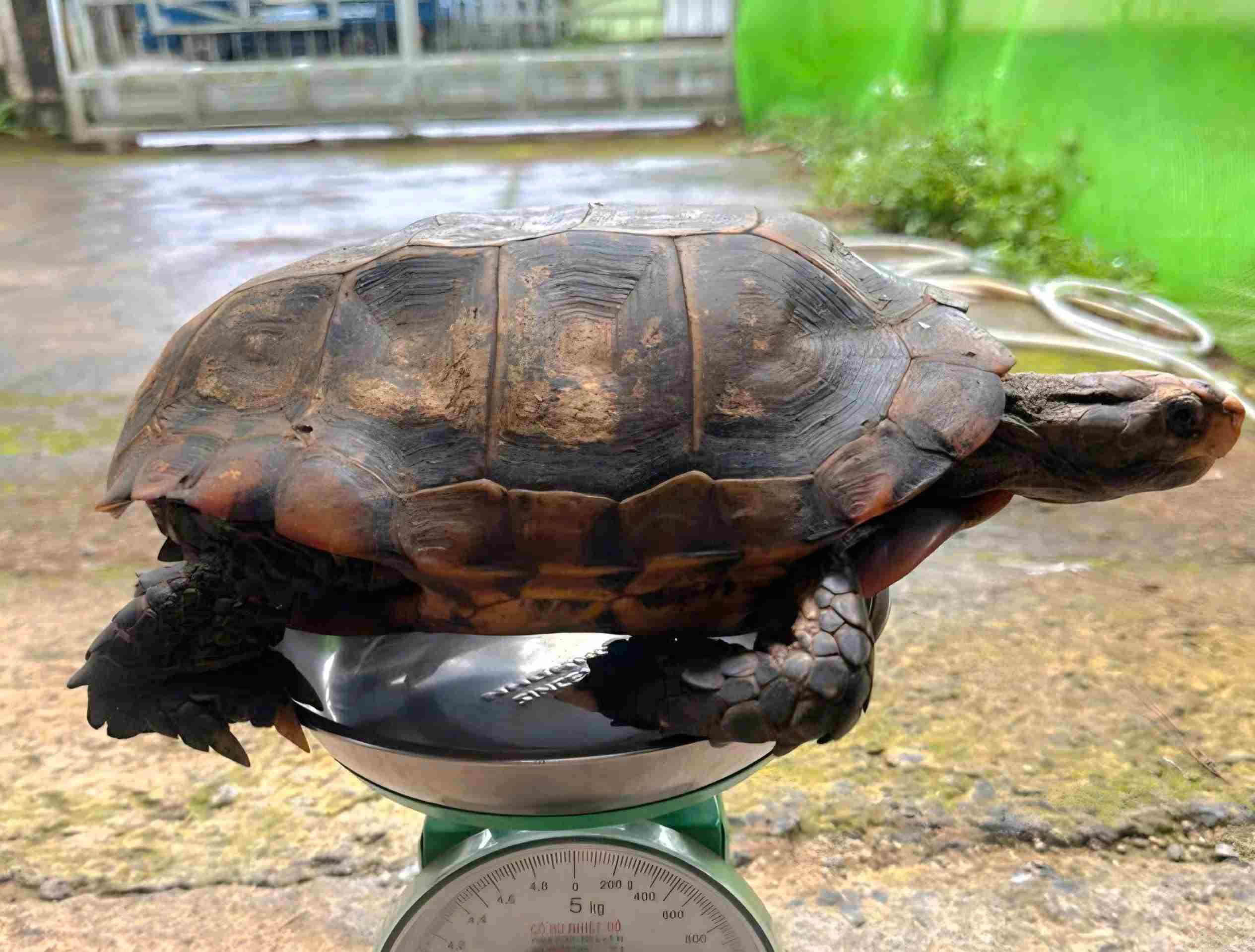 Rare golden mountain turtle individual handed over by people in Bao Lam 2 commune. Photo: Bao Lam 2 Commune Police