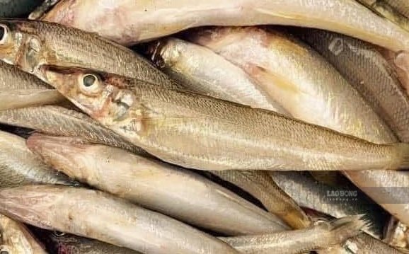 Sea goby is one of the sources of omega-3 and calcium supplements. Photo: Kieu Vu
