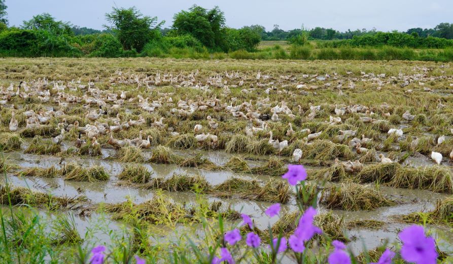 Xã ở Khánh Hòa thừa nhận bỏ sót gần 2.900 con vịt thiệt hại do mưa lũ vào cuối năm 2025. Ảnh: Phương Anh