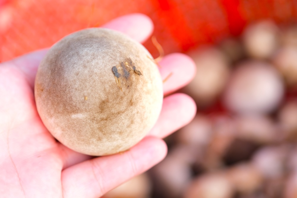 Nấm rơm mang lại giá trị kinh tế cao, giúp nhiều gia đình thoát nghèo. Ảnh: Phong Linh.