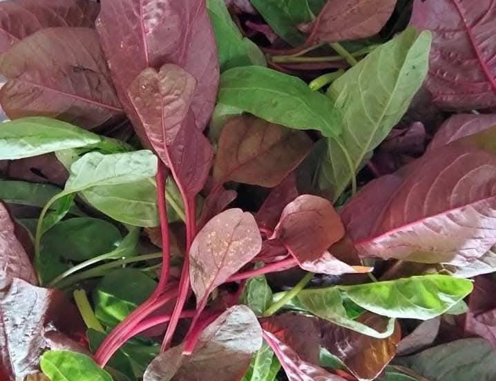 Amaranth is one of the vegetables that can supplement fiber to help lower blood sugar that housewives should take advantage of. Photo: Kieu Vu