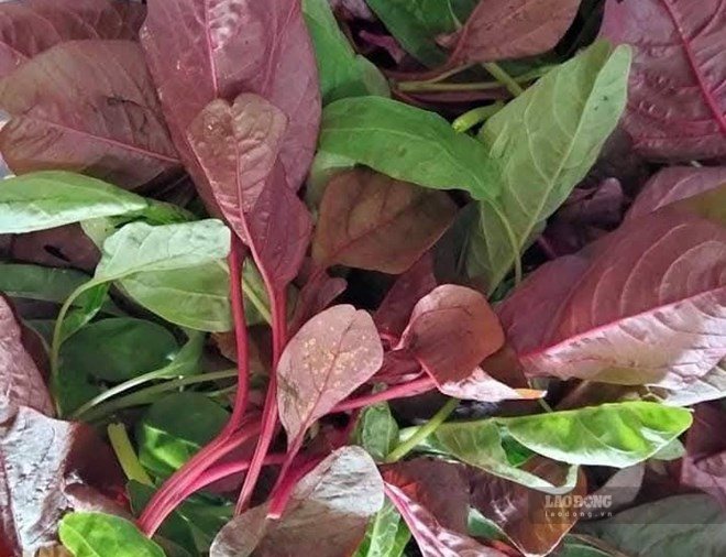 La amaranto es una de las verduras que puede complementar la fibra para ayudar a reducir el azúcar en sangre que las amas de casa deben aprovechar. Foto: Kieu Vu