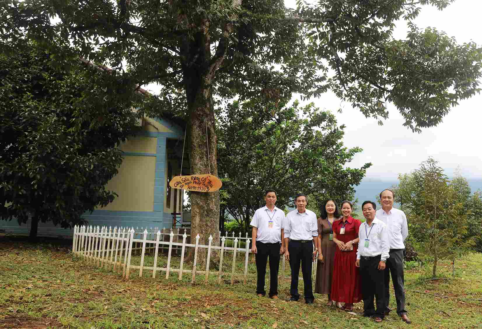 Durian tree over 100 years old, considered a "treasure" of Da Huoai land. Photo: Phuc Khanh