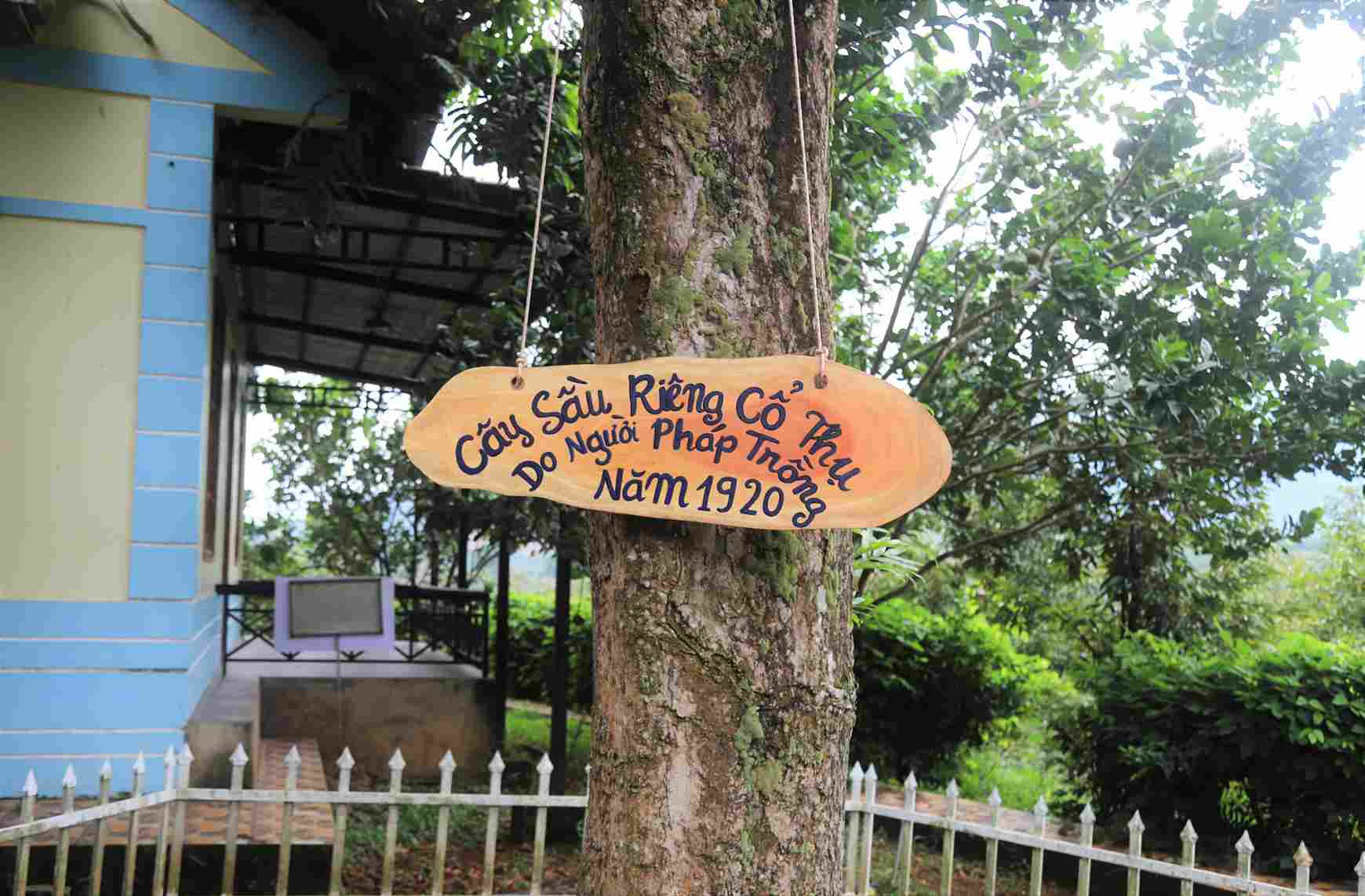 Cây sầu riêng cổ thụ 106 năm tuổi tại Vườn trái cây Nam Nhi (xã Đạ Huoai 2). Ảnh: Phúc Khánh