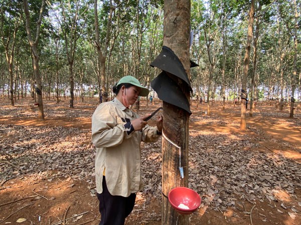 ザライ省でゴム樹液採取の技術を学ぶ山岳地帯の労働者。写真:マイ・ホア