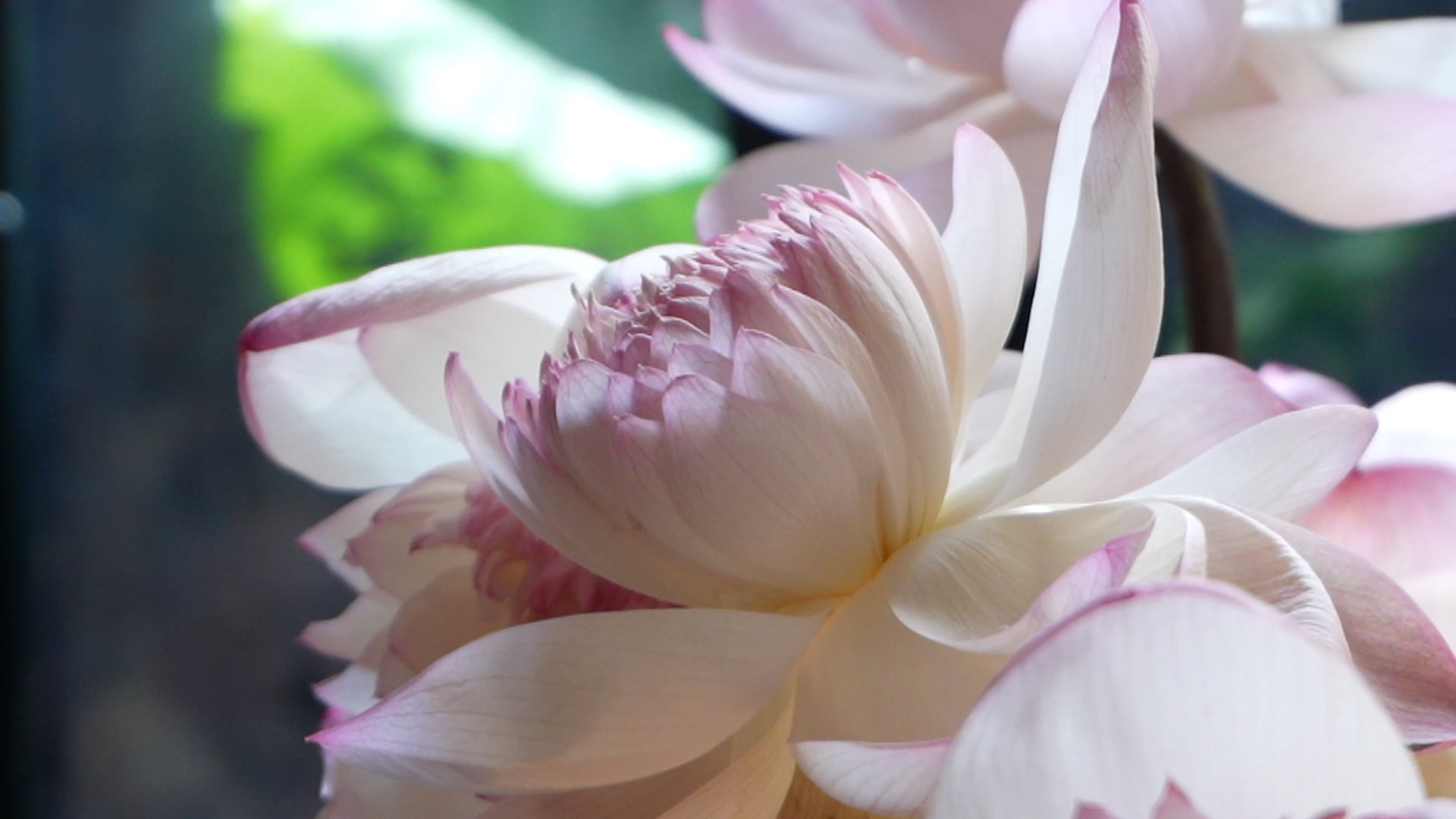 Sen tươi trở thành điểm nhấn trong không gian quán cà phê. Ảnh: Thái Trang
