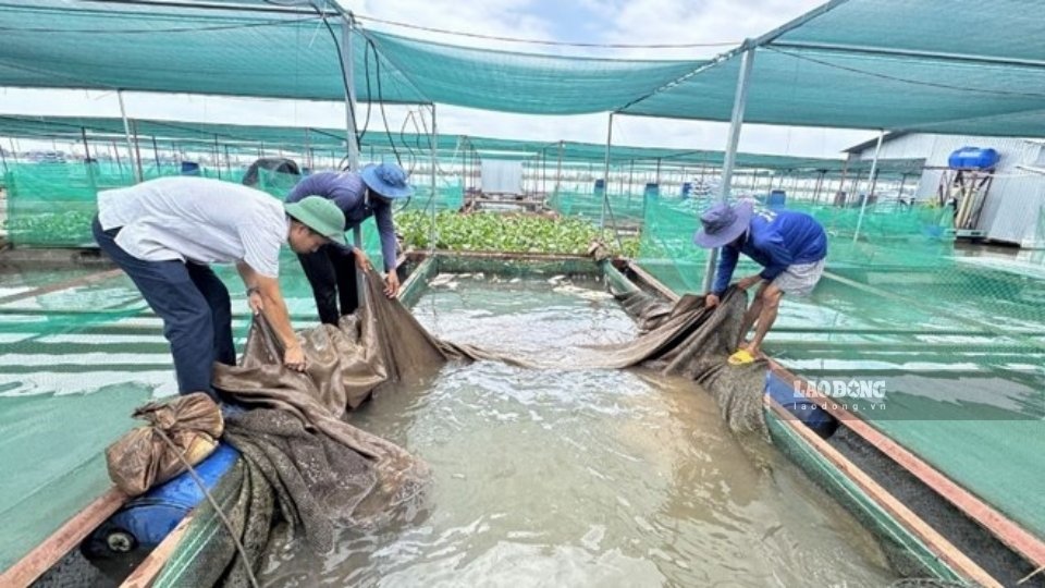 Vinh Long Provincial Farmers' Association disburses capital from the Farmers Support Fund to help 40 households develop production. Photo: Hoang Loc