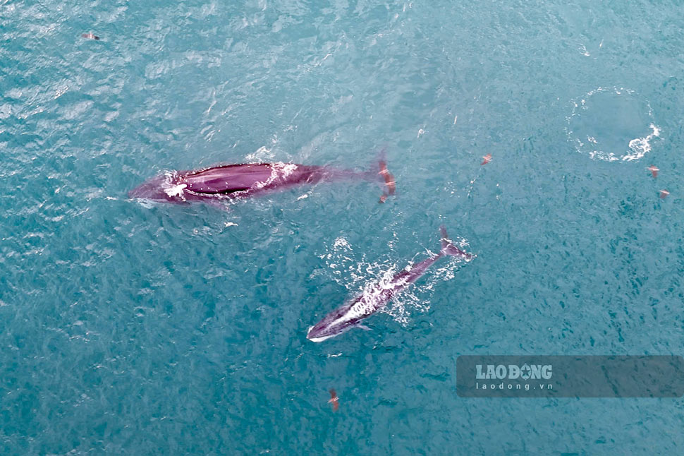海岸から150m以上離れたブンボイ海域で獲物を狩るクジラのペア。写真:トミー・トアン
