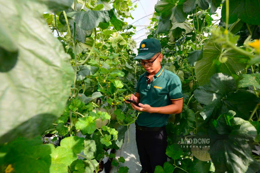 A high-tech melon growing model. Photo: Hai Nguyen.