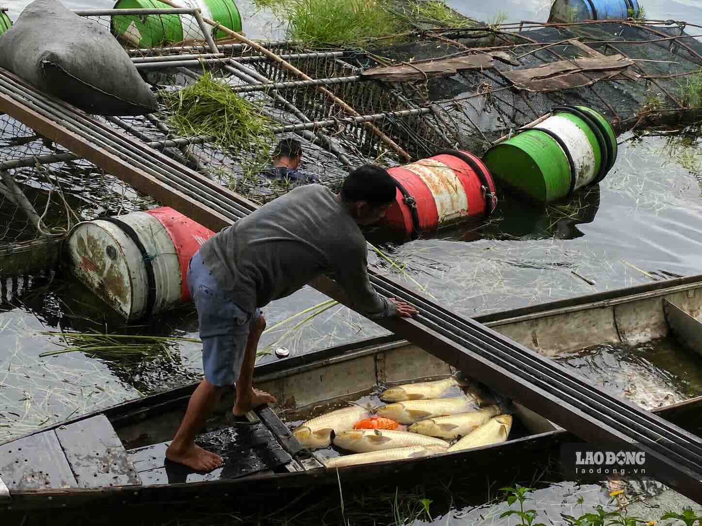 住民は死んだ魚を緊急に回収して処分し、弱い魚を回収して仲買人に販売しています。写真:タイン・ニャン.