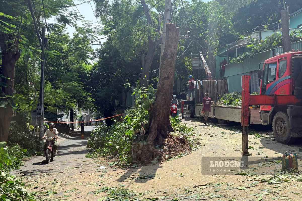 Tree pruning construction at the sharp bend to prepare for expanding the Hai Dang road leading to the peak of Nho mountain in Vung Tau. Photo: Thanh An