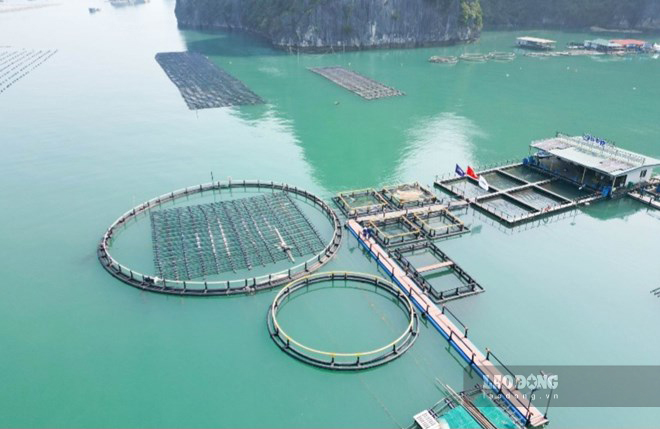 Many localities, including Khanh Hoa, people are developing high-tech marine farming. Photo: Hoang Mai