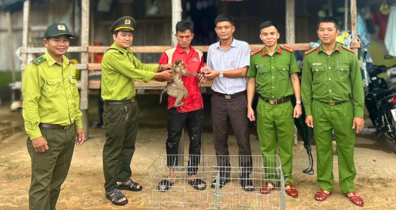 Functional forces of Dang Thuy Tram commune, Quang Ngai province receive a pig-tailed macaque individual handed over by people. Photo: People's Committee of Dang Thuy Tram commune