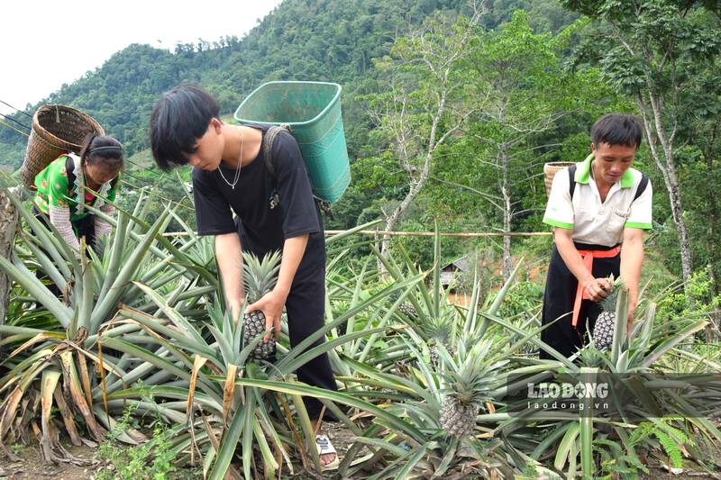 Dứa mật bản vùng cao xã Púng Bánh, tỉnh Sơn La vào mùa thu hoạch. Ảnh: Trường Sơn