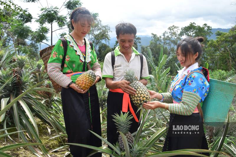 Pung Banh highland commune, Son La province is bustling in the ripe honey pineapple season. Photo: Truong Son
