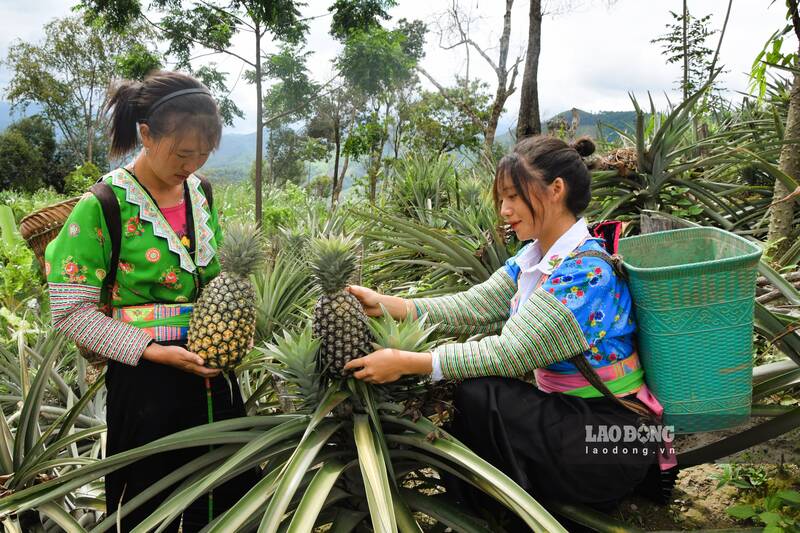 Bà con bản Pu Sút, xã Púng Bánh thu hoạch dứa mật. Ảnh: Trường Sơn
