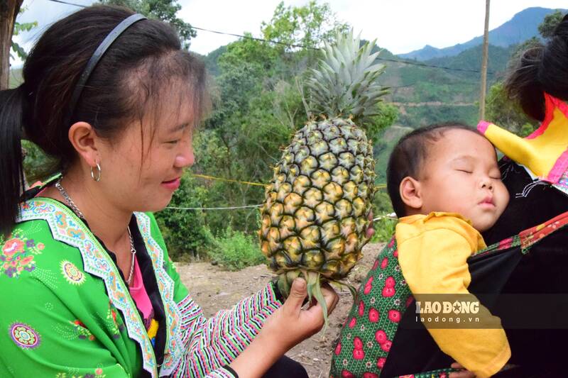 Dứa mật xã Púng Bánh có trọng lượng từ 1 - 3kg/quả. Ảnh: Trường Sơn
