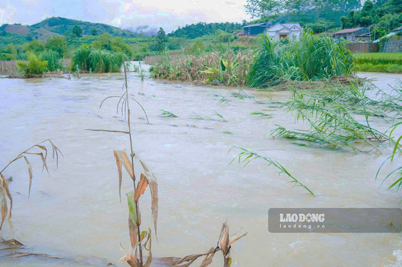 Mưa lũ gây ngập lụt và thiệt hại hoa màu cho nhiều địa phương. Ảnh: Đinh Đại