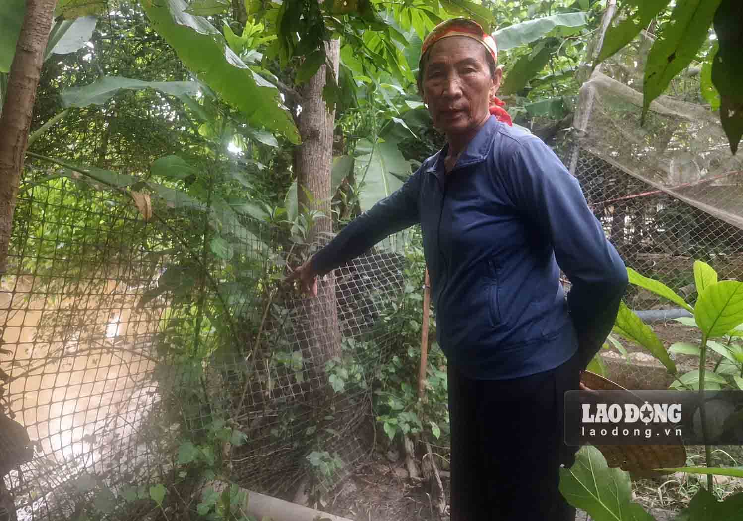 Sạt lở thu hẹp vườn và ảnh hưởng đến khu vực chăn nuôi của gia đình bà Hồng. Ảnh: Trần Tuấn